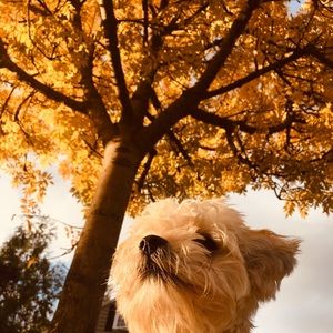 Meet your Posher, Sophia